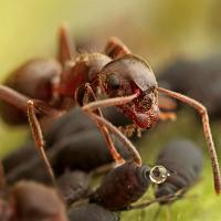 Black Ant with Aphids 3 